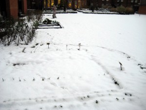 Snowfall in MERL's Garden