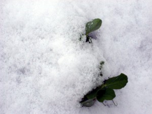 Snowfall on Peas