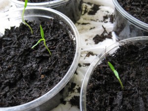 Tiny Pepper Plants