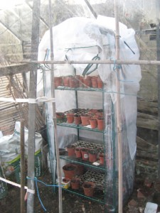 Greenhouse Seedlings
