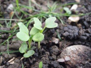 Brussel Sprout Seedlings
