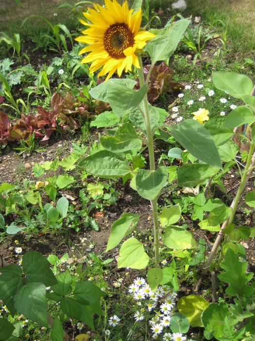 Sunflower on the Allotment Plot