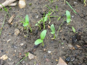 Fenugreek Seedlings