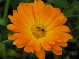 Pot Marigold and Insect