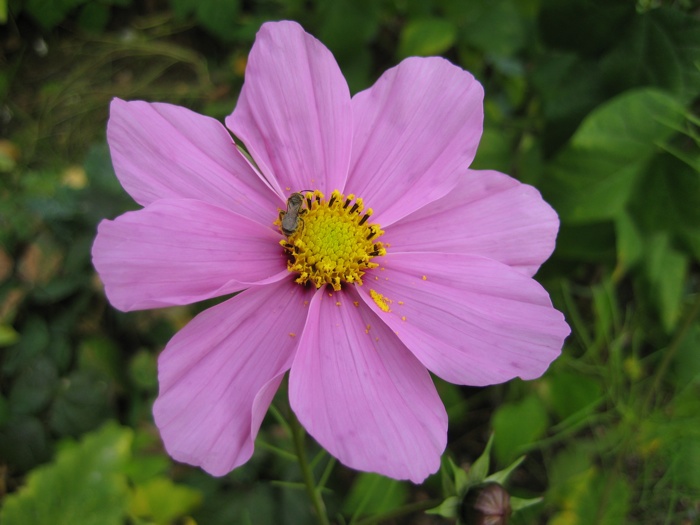 Cosmos Cosmea & Insect