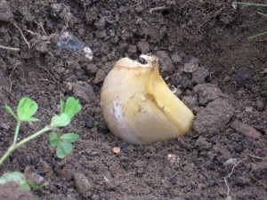 Planting Elephant Garlic Clove